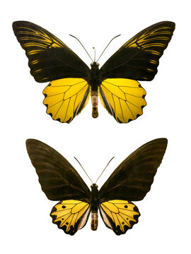Male and female golden birdwing butterflies isolated on white background