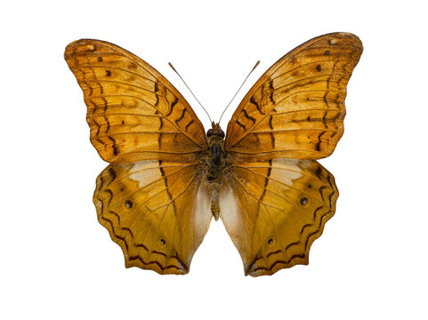 Large yeoman butterfly Cirrochroa aoris isolated on white background