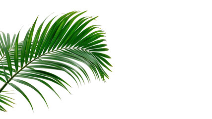 Single fresh green palm tree plant leaf tropical exotic foliage isolated on transparent background © Rosie Rogers