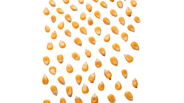 Scatter matrix grid pattern layout of fresh raw yellow corn kernels isolated on transparent background