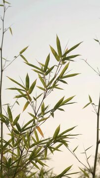 Bamboo Leaves Fluttering in the Wind