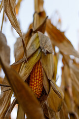 Fototapeta premium Dried corn cob maturing on tall stalks in open autumn field