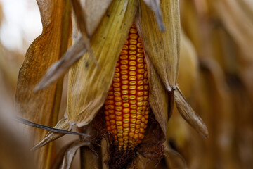 Fototapeta premium Dried corn cob maturing on tall stalks in open autumn field