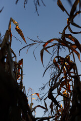 Fototapeta premium Dried corn cob maturing on tall stalks in open autumn field
