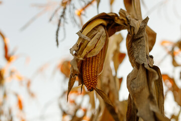 Fototapeta premium Dried corn ear hanging on stalks in late autumn field