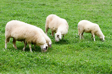 Jezersko–Solčava sheep grazing on green grass pasture © 2xwilfinger