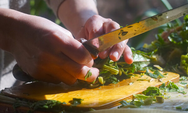 Close-up of hands chopping fresh green spinach on a cutting board