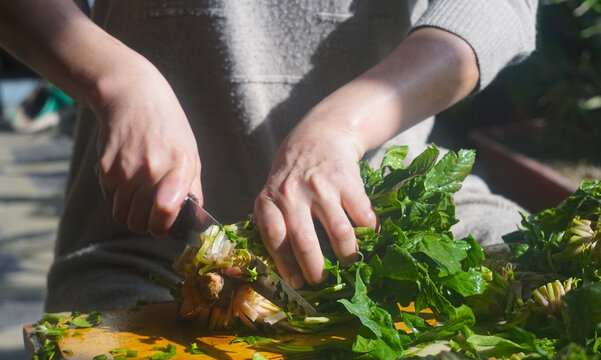 Close-up of hands cutting fresh spinach stalks on a chopping board.