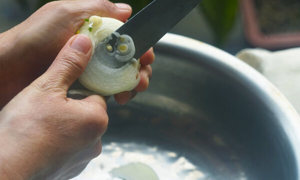 Close-up of hands slicing a white onion with a knife.
