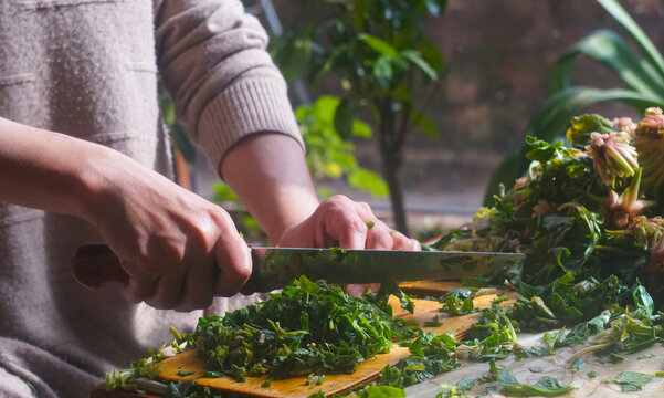 Woman cutting fresh spinach for traditional Uzbek green somsa.