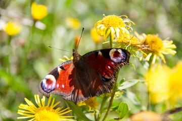 Aglais io peacock butterfly on a flower in Marchegg, Austria © 2xwilfinger