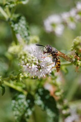 European beewolf (Philanthus triangulum) on a flower © 2xwilfinger