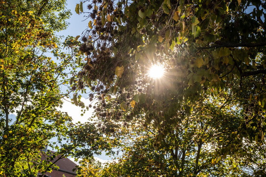 Autumn Atmosphere