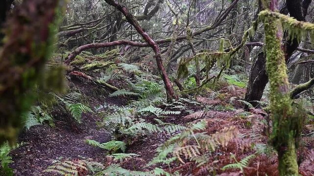 Thick moss coats arching laurel branches above a floor of ferns and rust coloured bracken in Anaga. Texture and decay in an ancient woodland for nature and background use.