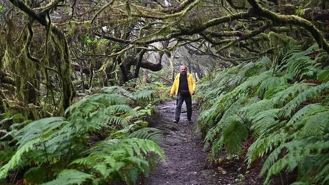 A walker in a yellow jacket crosses a fern lined trail beneath the laurel canopy of Anaga. A solitary figure inside an ancient forest for slow travel and wellbeing content.