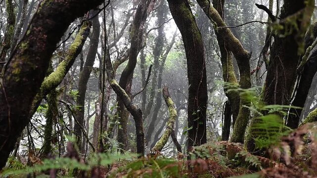 Twisted laurel trunks recede into thick mist inside the Anaga cloud forest. An old growth stand of Tenerife's laurisilva for nature documentary and wellbeing content.