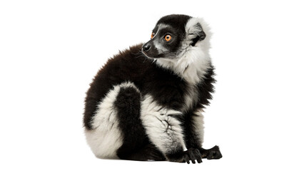 Single wild Madagascar ring tailed lemur sitting full body isolated on transparent background © Imogen