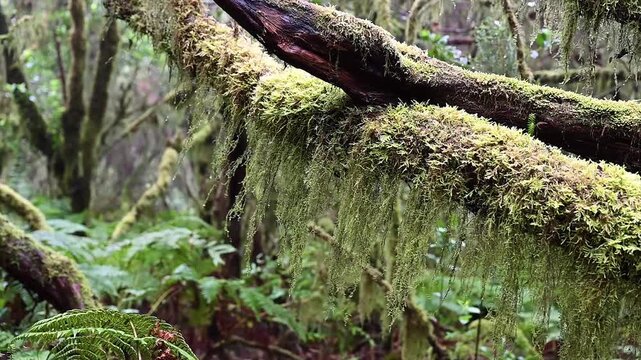 A heavily mossed laurel branch stretches low above dense fern growth on the Anaga forest floor. Old growth texture from Tenerife's cloud forest for nature productions.