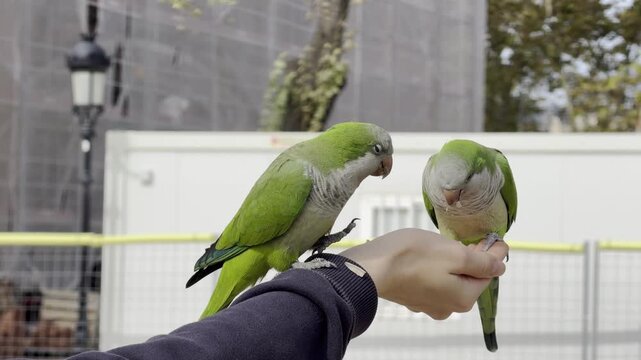 Person hand feeding a couple of friendly argentine parrots in a park