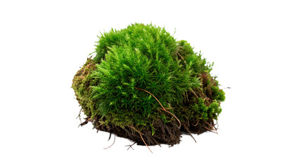 Round patch of natural green moss tuft, isolated on transparent background. © Samuel Sutton