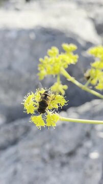 Golden Pollination: Honeybee Gathering Nectar from Wild Ferula Blossoms