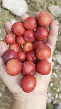 Foraging for Wild Red Mountain Plums Hidden Deep Among Rugged Highland Slopes and Remote Wilderness Trails