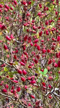 Discovering Fresh Wild Rosehips Thriving on Natural Branches During a Peaceful Outdoor Wilderness Walk