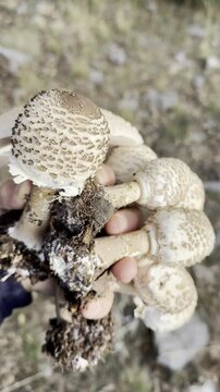 Freshly Foraged Parasol Mushrooms: A Handful of Newly Discovered Wild Delicacies from the Forest Floor
