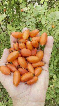 Harvesting Wild Autumn Rosehips: Hand-Picking Organic Mountain Berries in the Crisp Fall Air