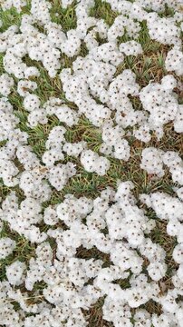 Discovering the Hardiest Mountain Cushion Vegetation Thriving Across Rugged Highlands and Remote Slopes