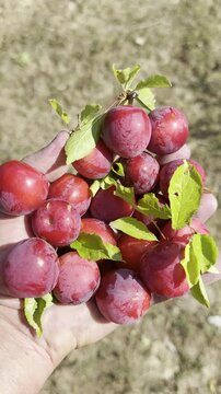 Capturing the Vibrant Colors of Freshly Foraged Wild Red Mountain Plums Growing in Rugged Mountain Terrain