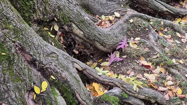 Gnarled, textured old tree roots on a forest floor covered in a vibrant carpet of colorful fallen autumn leaves. Moss and lichen cling to the wood, and unique leaves.