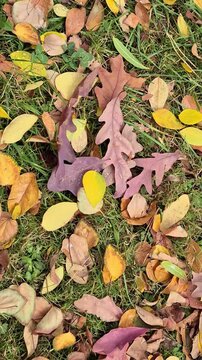 ​Top view video of colorful fallen oak and autumn leaves with raindrops lying on green grass and clover, capturing vibrant fall natural background.