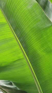 ​Macro detail of vibrant green banana leaves showcasing natural parallel vein patterns and fine surface texture, perfect for tropical backgrounds and botanical designs.