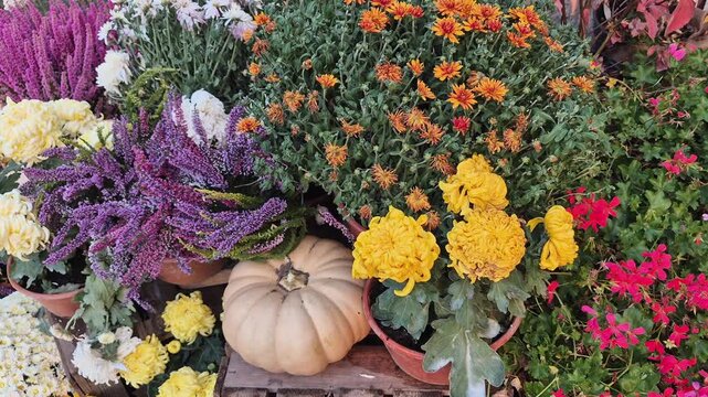 ​Autumn flower display with colorful chrysanthemums, heather, and pumpkins.