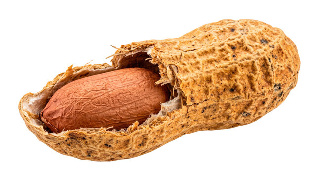 Cracked peanut shell with one exposed natural peanut kernel integrated inside, rough fibrous shell texture and warm earthy tones, photorealistic snack food object, macro three-quarter view, sharp