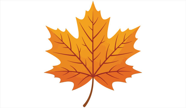 Detailed orange maple leaf vector illustration isolated on white background for autumn design