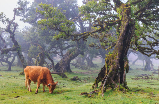 Laurisilva - Madeira&rsquo;s Enchanted Forests, Listed by UNESCO