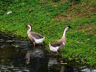 Pair of Domestic Geese Wading Along a Green Pond Shore © YEVGENIY