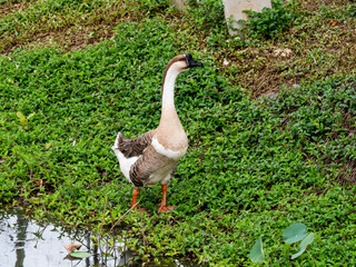 Domestic Goose Standing on Vegetation Beside Pond Water © YEVGENIY