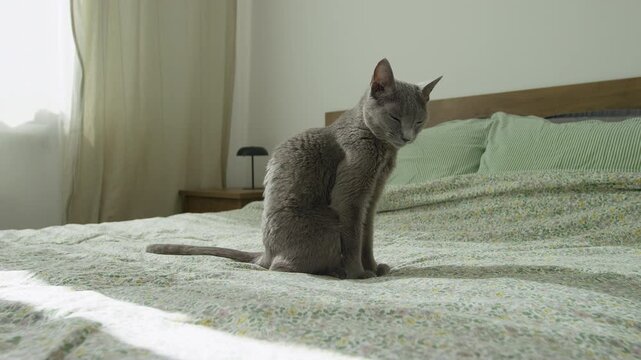 Russian Blue Cat Watching Quiet Bedroom