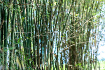 Obraz premium Dense cluster of tall green bamboo stalks with slender branches and leaves growing in a tropical bamboo grove, showcasing lush vegetation, natural greenery and a peaceful forest environment