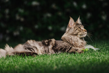 Maine Coon cat reclining on grass in profile © Michel Lapiccirella