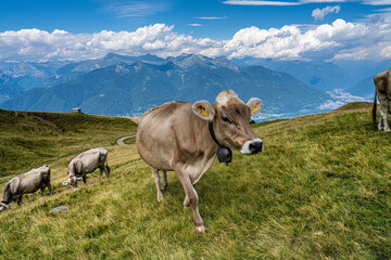 Cows grazing in an alpine pasture © Michel Lapiccirella