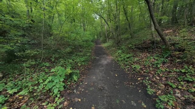 Hiking trail path in dense green forest woods with trail marker on tree trunk