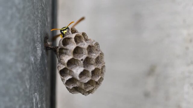 Wasp on small nest looks like its hiding, nest in located on downpipe neat to concrete wall