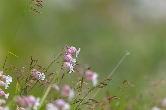 Taubenkopf, Leimkraut, Blume, Natur.