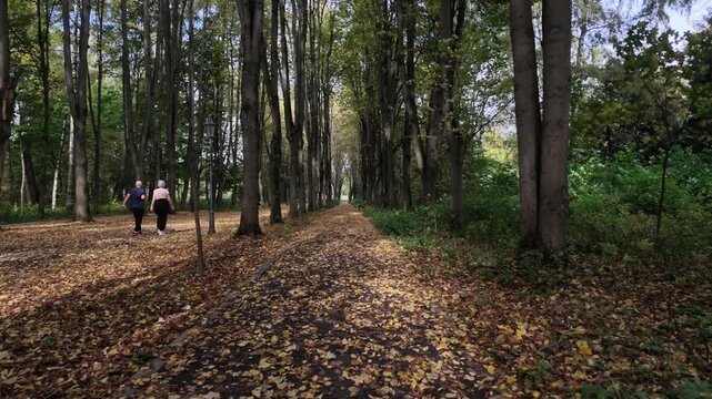 Video People walk along paths in a forest. The trees show autumn colors with green and yellow leaves. Some parts of the path are covered in fallen leaves.