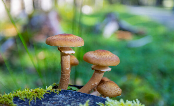 Hallimasch, Pilz, Herbst, Natur, Makro.