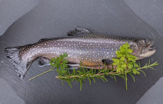 Saibling, Fisch, Kochen, grillen, Kr&auml;uter, gesund, seesaibling.
